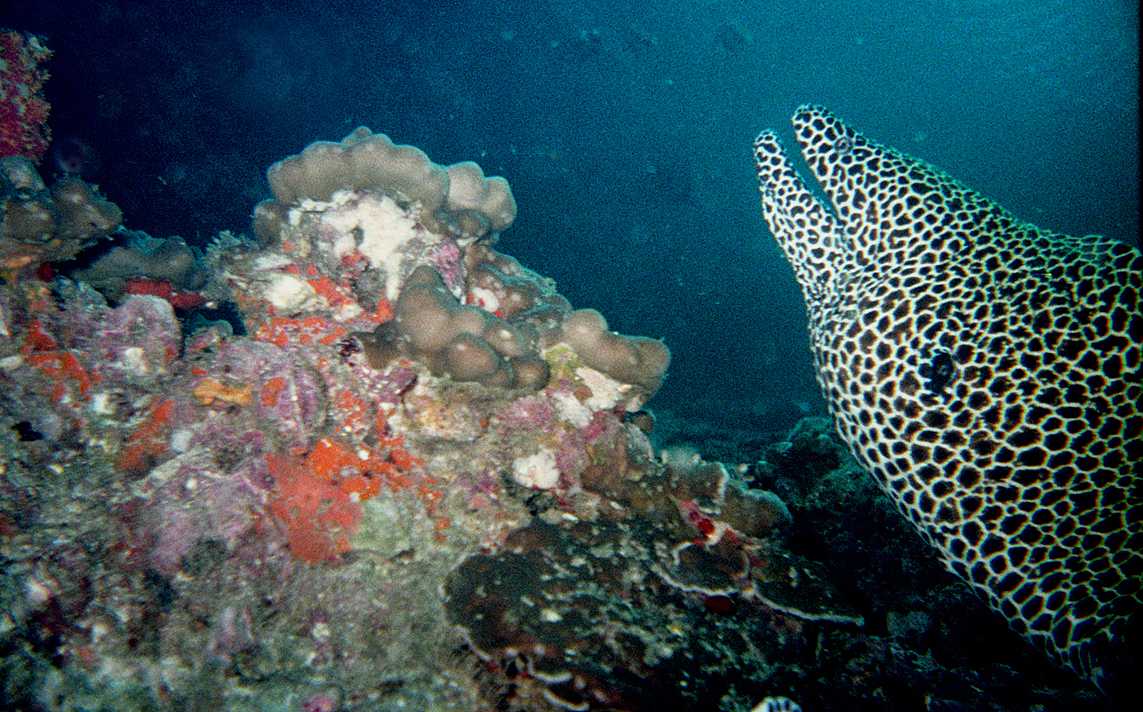 diving in oman