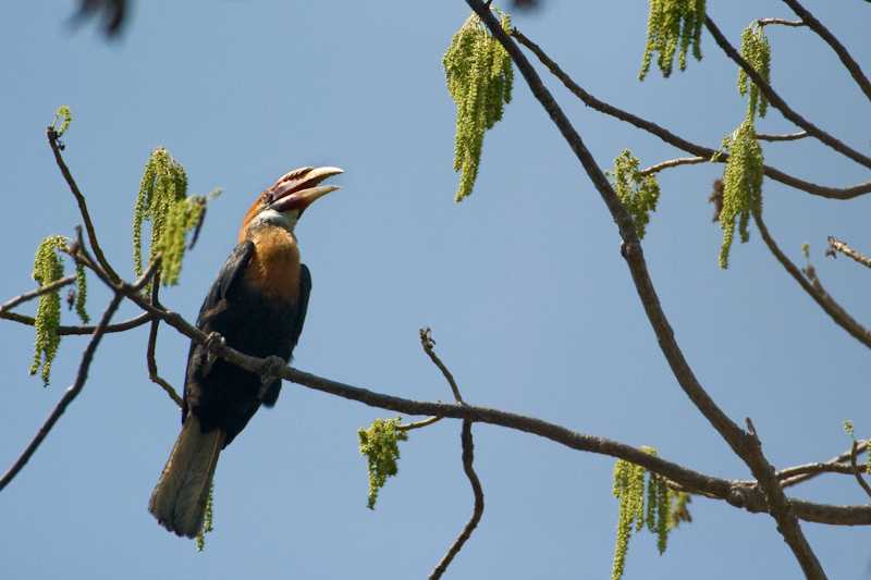 Narcondam Island Sanctuary