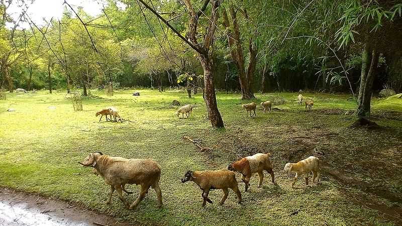 Nilgiri Biosphere Reserve