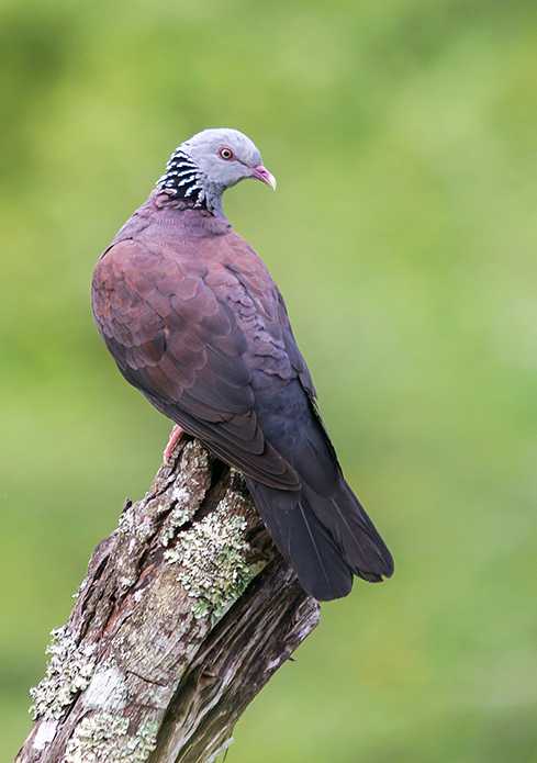 Nilgiri pigeon