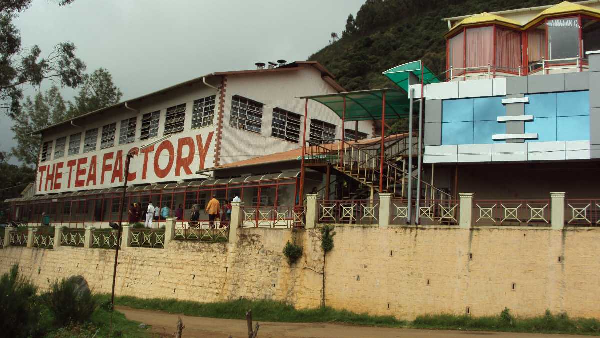 tea factory