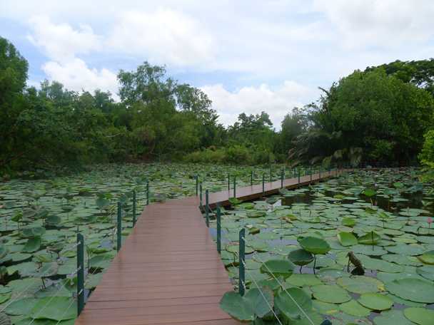 Lily Pond at King Rama IX Park