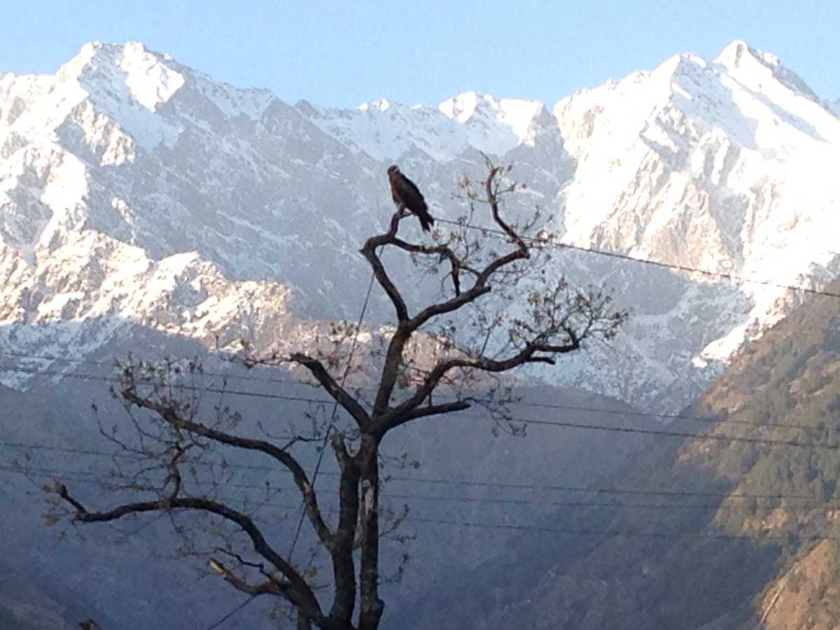 Palampur in Winter