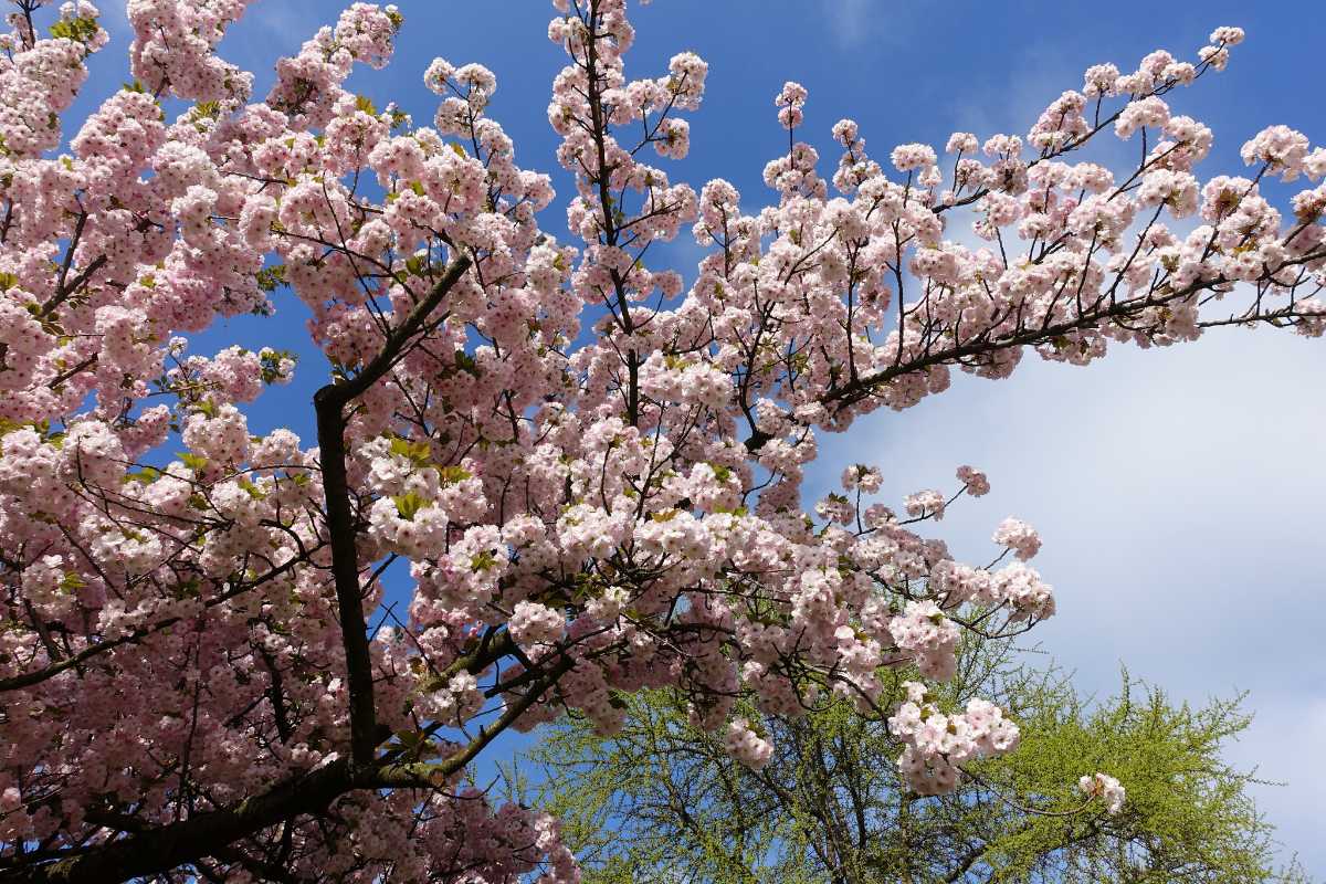 Paris, 10 Best Places In The World To See The Spring Blossoms In Its Peak!