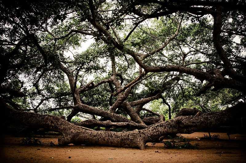 Pillala Marri Tree