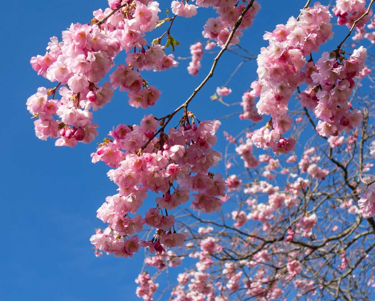 Cherry Blossom Festival 2025 San Francisco Schedule Kathi Kendre