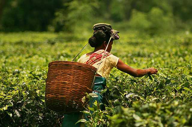 Tea Plantation in