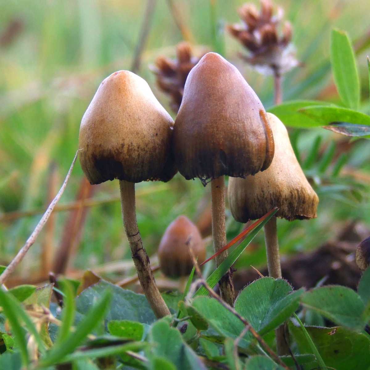 https://www.holidify.com/images/cmsuploads/compressed/Psilocybe_semilanceata_6514_20191128104727.jpg