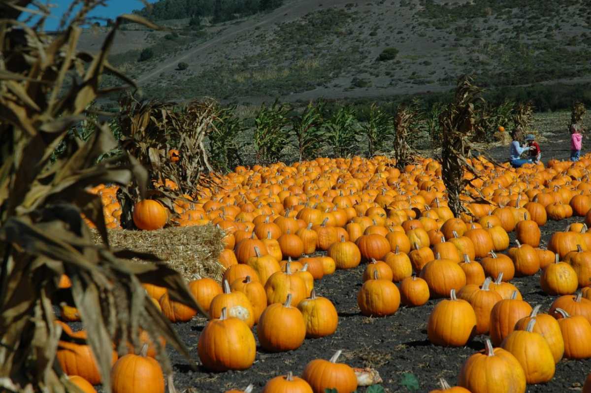 San Francisco in October Events, Things to Do and Weather