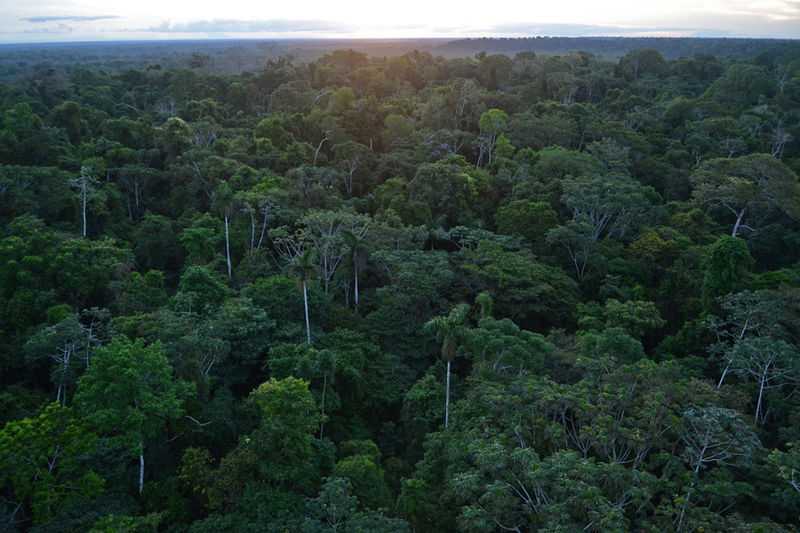 Rainforest Conservation, Peru