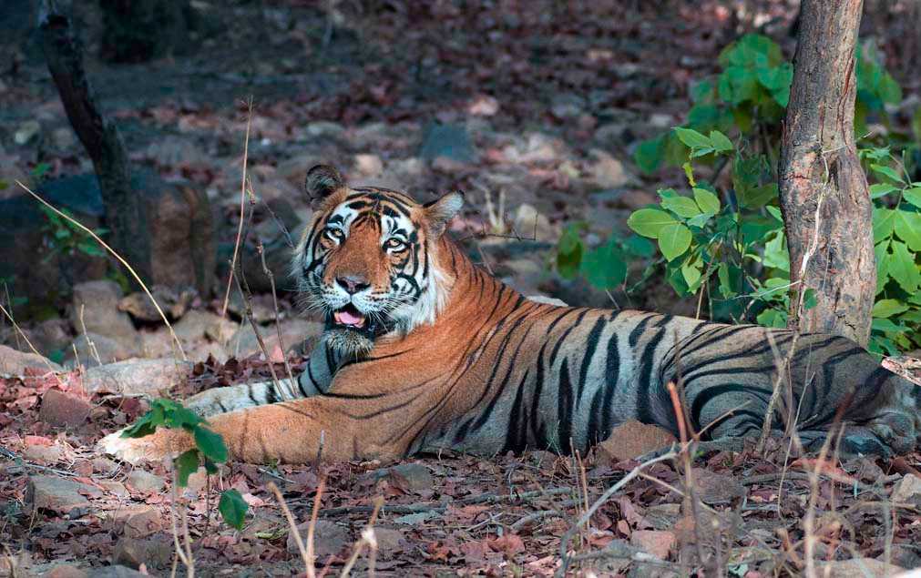 Tiger at Ranthambore Tiger Reserve