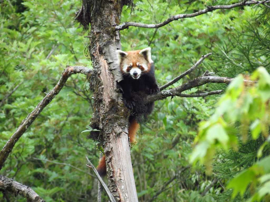 Netora Harley Neora Valley National Park, Kalimpong| Photos and Timings