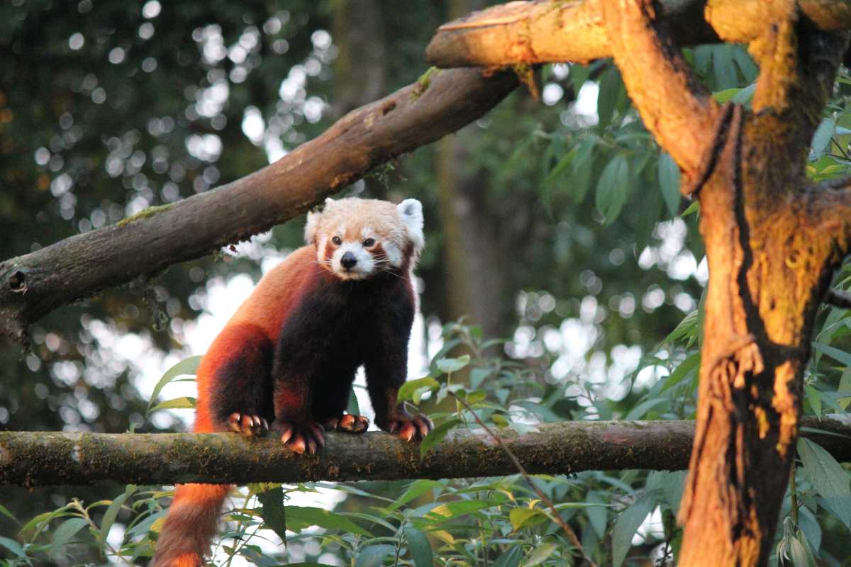6 National Parks to Spot Red Panda in India