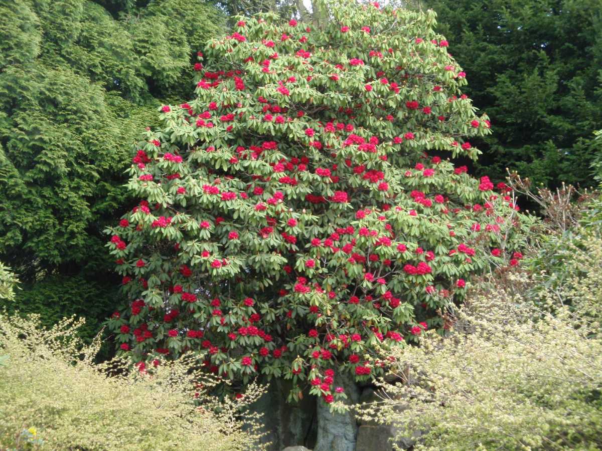 Rhododendron