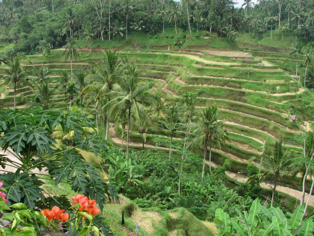 Tegalalang Rice Terraces Ubud Bali