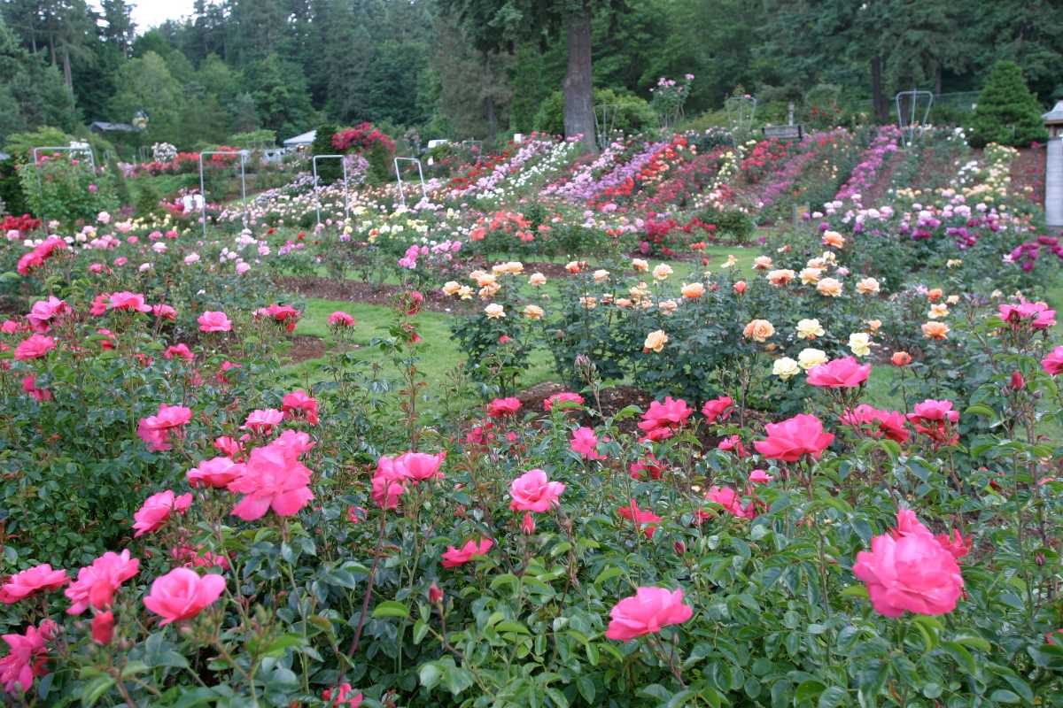 Japanese Rose Garden Nagpur 2020 Images Timings Holidify