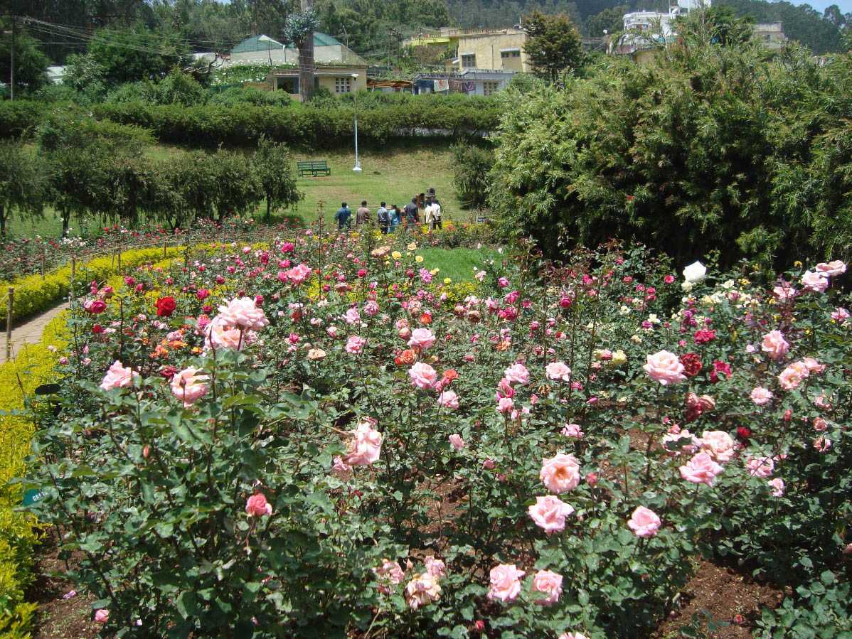 Rose Garden