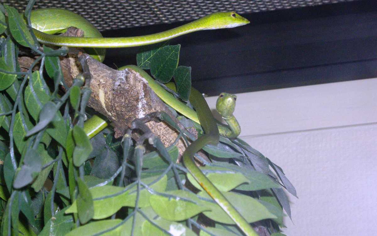 Snakes at Snake Farm Bangkok