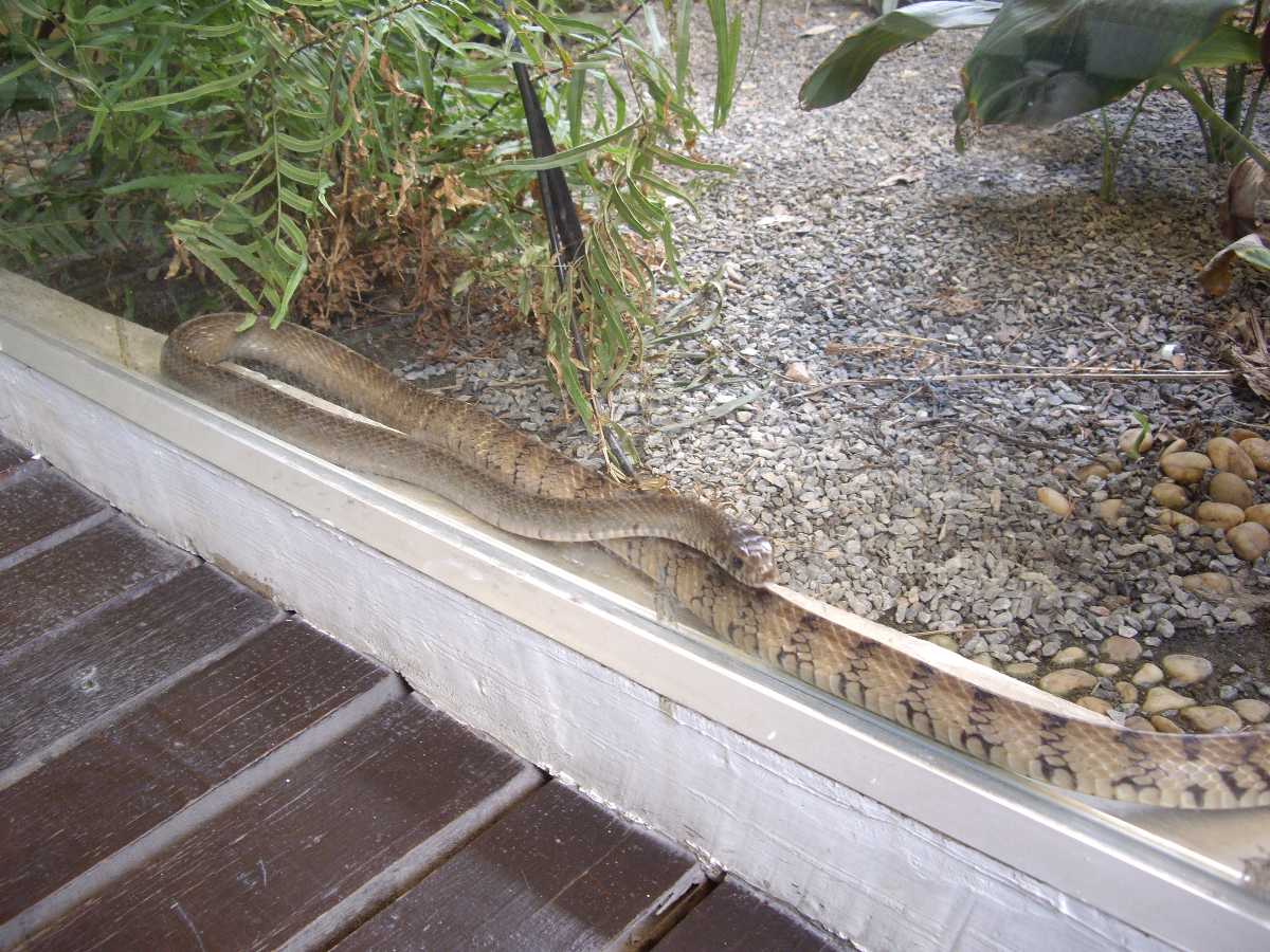 Snake Enclosure at Snake Farm Bangkok