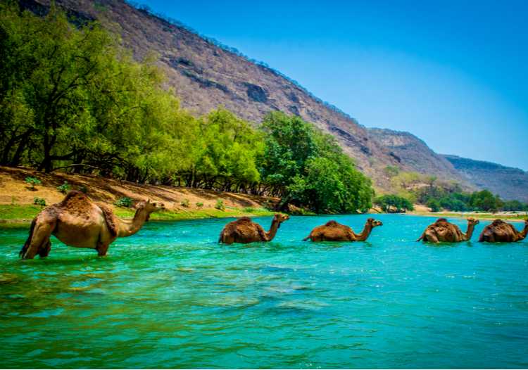 salalah one day tour package