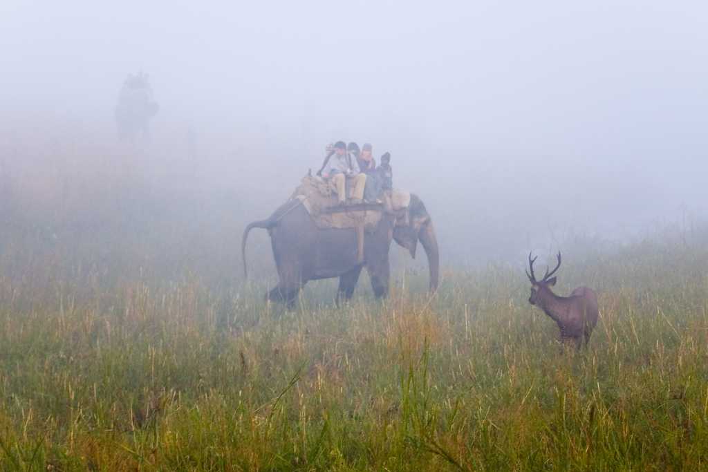 Sambar Deer in Jim Corbett National Park