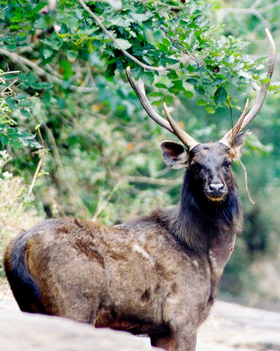 Sambar Deer