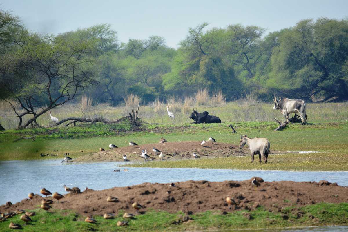 Summer Season, Bharat Bird Sanctuary