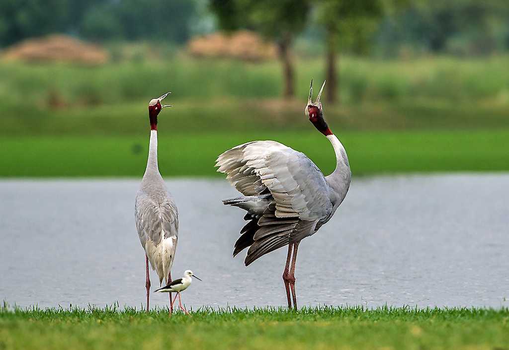 Sarus Cranes