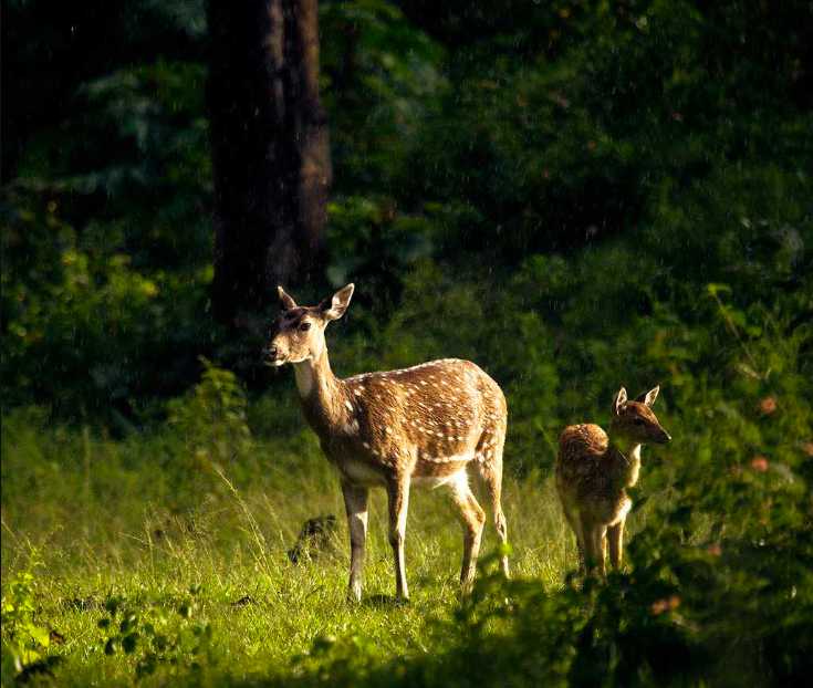 Summer Season, Mudumalai, Deer