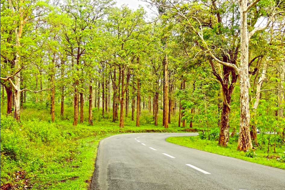 Forest Road, Bangalore to Wayanad