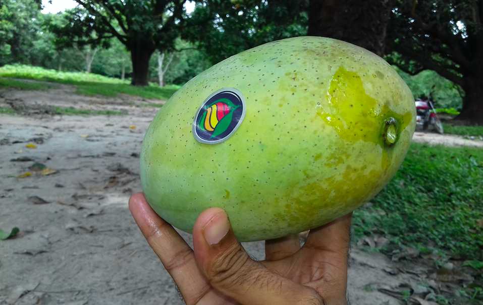 Fazli Mangoes, Mangoes in India