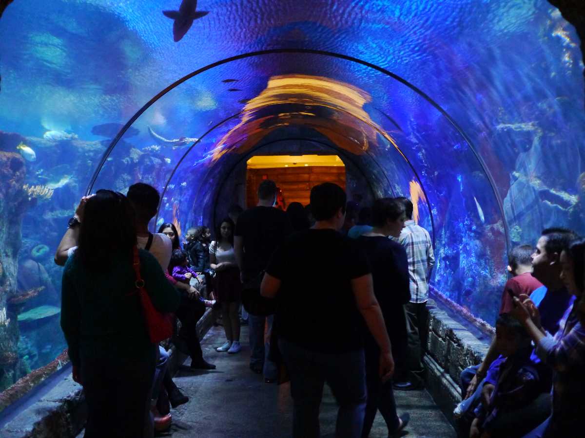 Mandalay Bay Shark Reef Aquarium: Meet The Exotic Animals Of Las