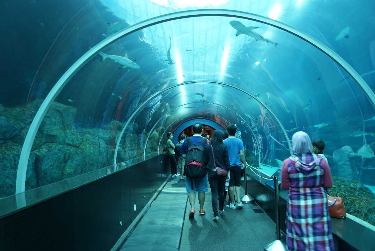 Shark Tunnel