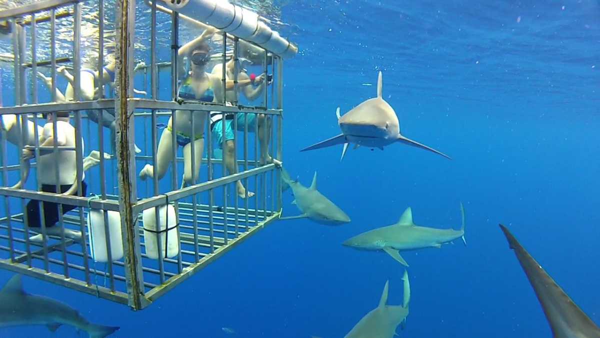 Shark cage