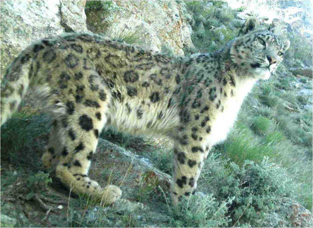 National Parks of Bhutan, Snow Leopard