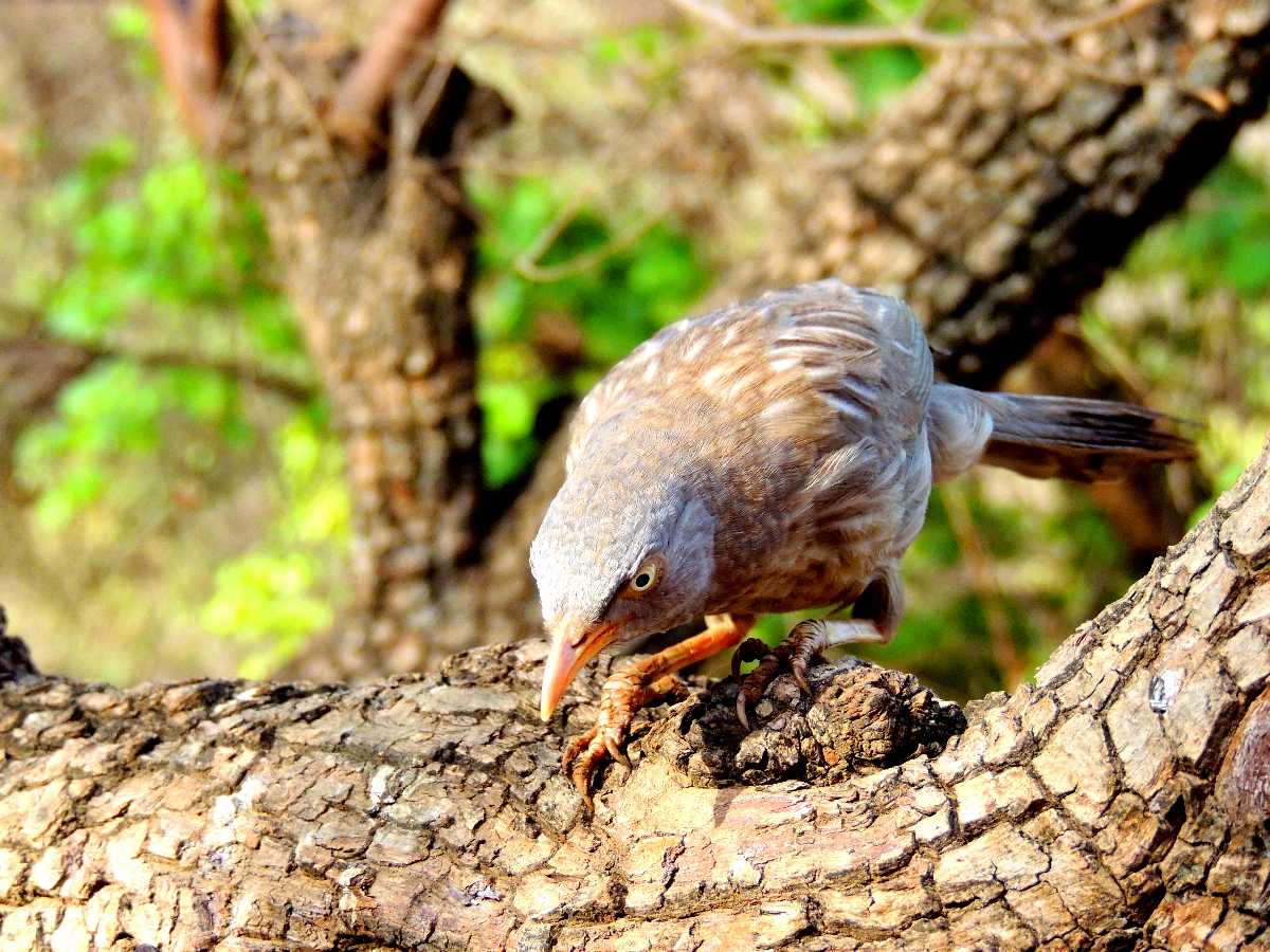 Bird Watching In Ranthambore Ranthambore 2026 Images Timings 