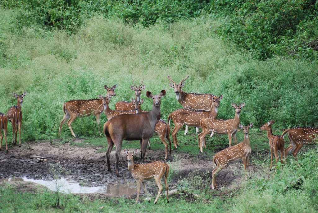 Indravati National Park | Tourist Information, Best Time To Visit
