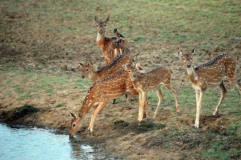 Satpura National Park , Pachmarhi | Timings , Safari, Entry Fee | Holidify