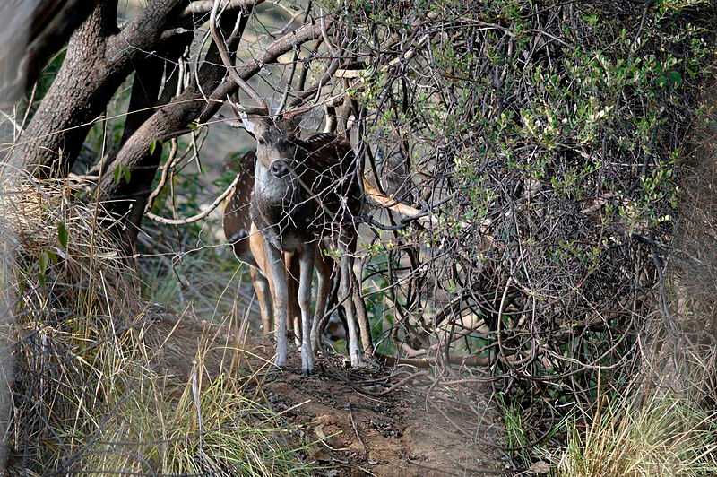 Satpura National Park