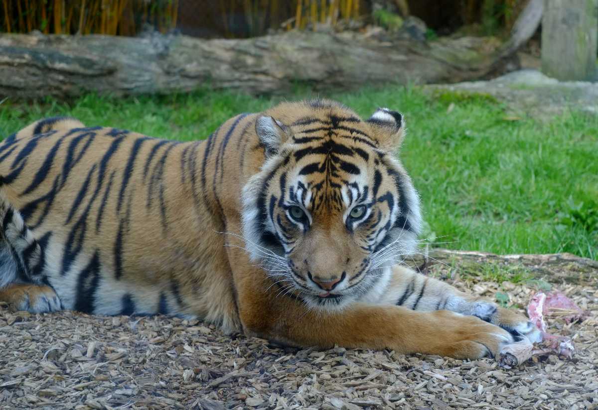 Sumatran tiger at Auckland Zoo