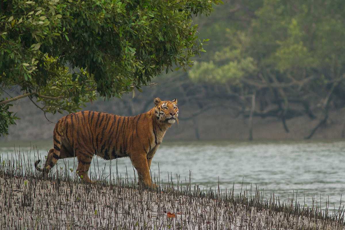 sundarban tiger safari