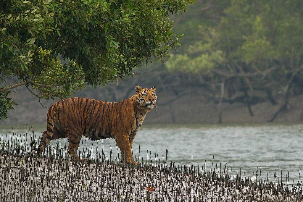 sundarbans national park trip