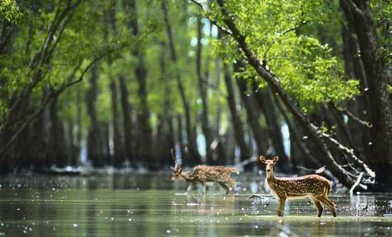 Sundarbans National Park in Monsoon