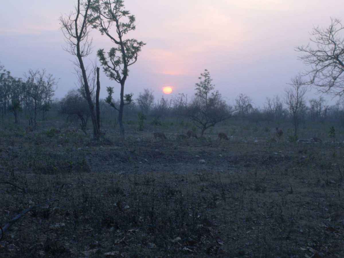 Monsoon Season, Rajaji National Park