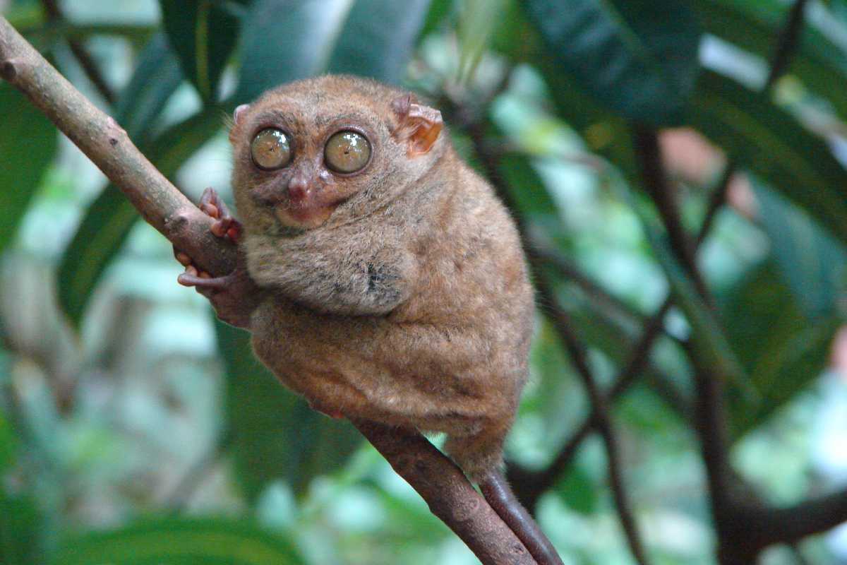 Pygmy Tarsier, Indonesia