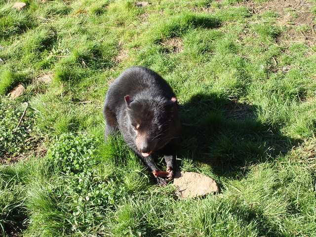 Tasmanian Devil in Maria Island