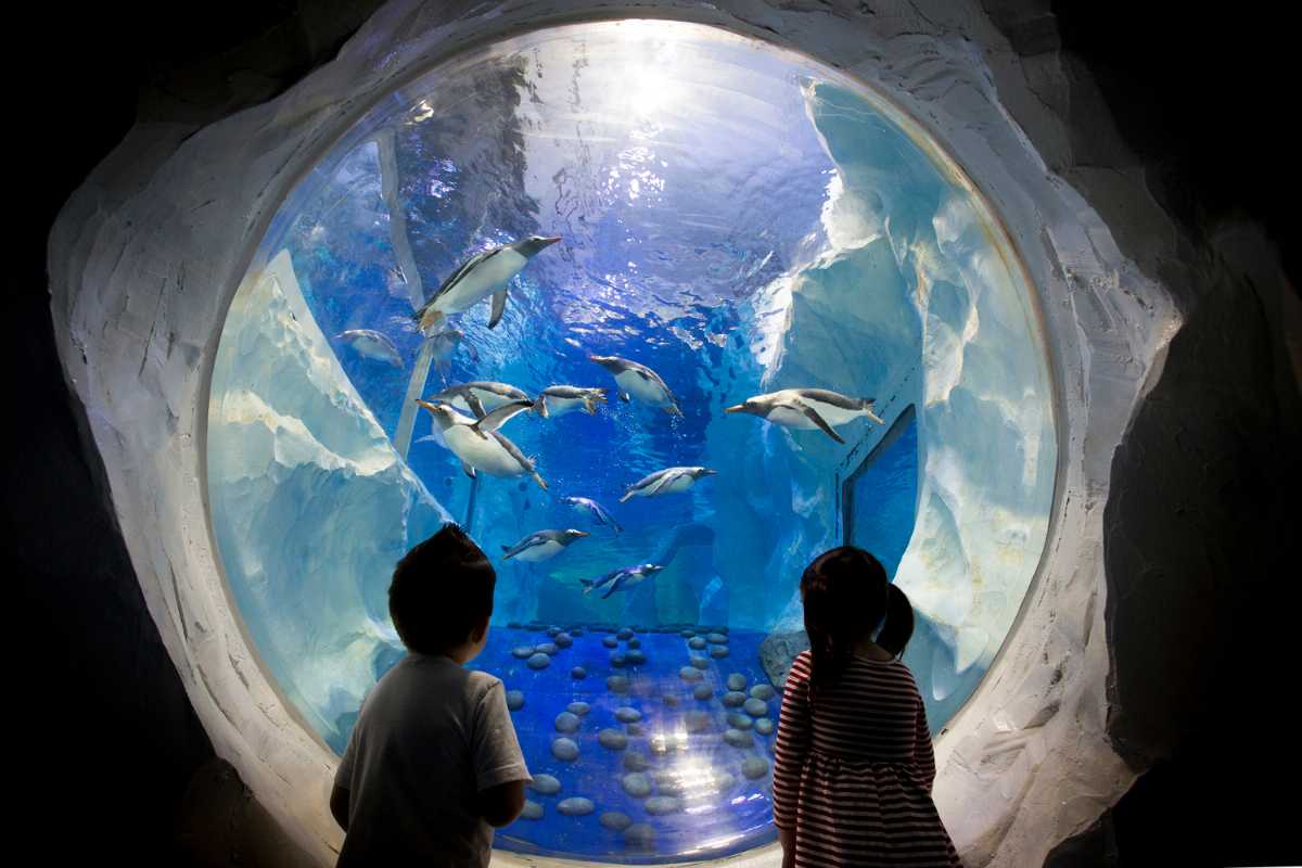 National SEA LIFE Centre