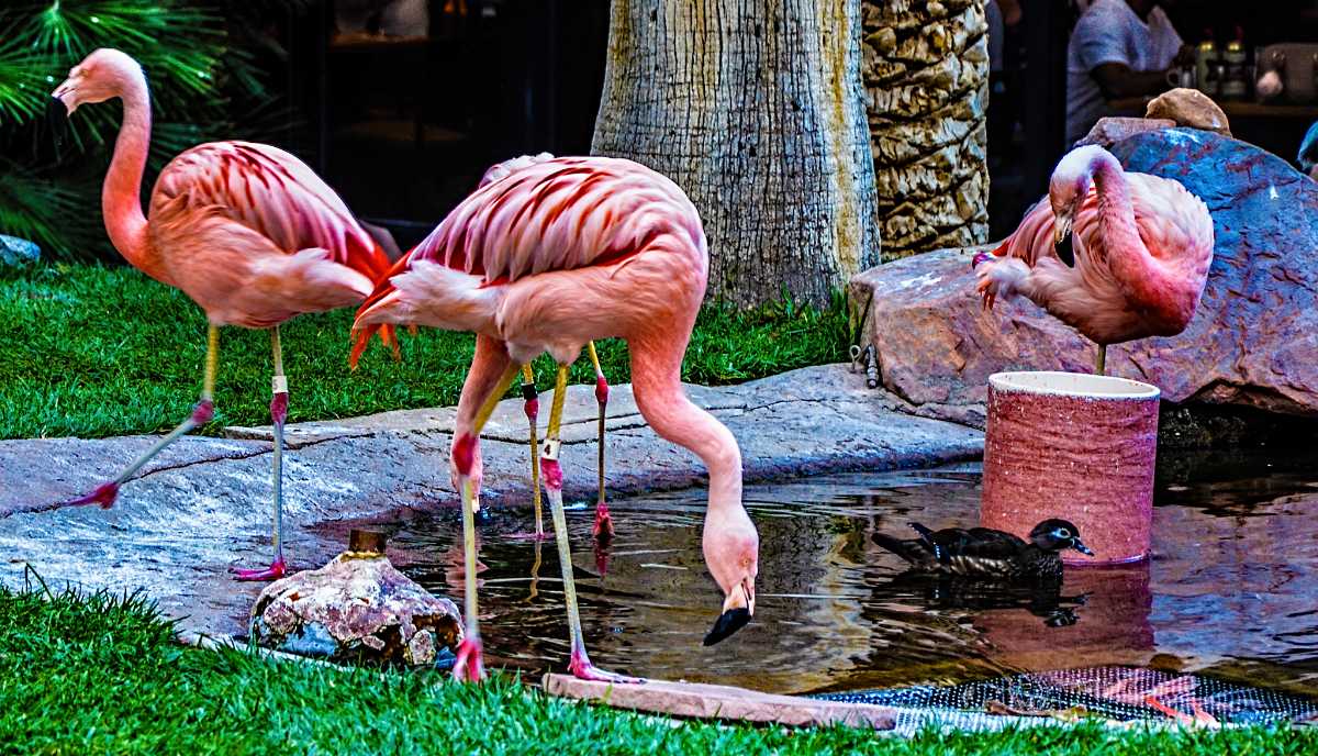 effektivt excitation vigtig Flamingo Wildlife Habitat | Timings | Address