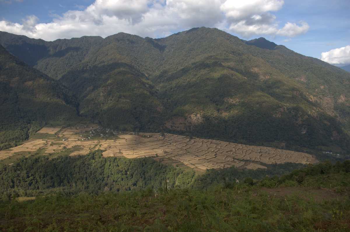 Paddy Fields at Jigme Singye Wangchuk National Park Bhutan