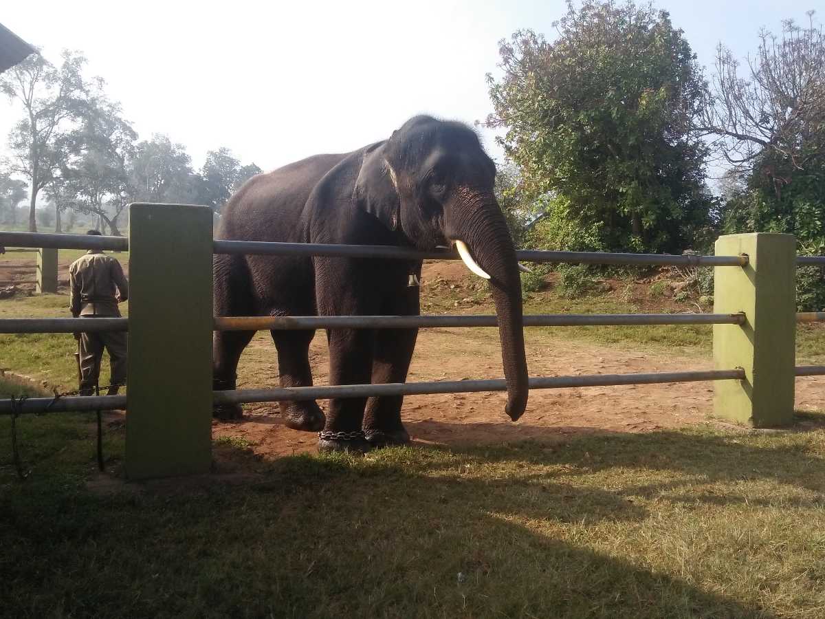 theppakadu jungle safari